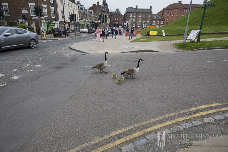 Ducks crossing a street in York 