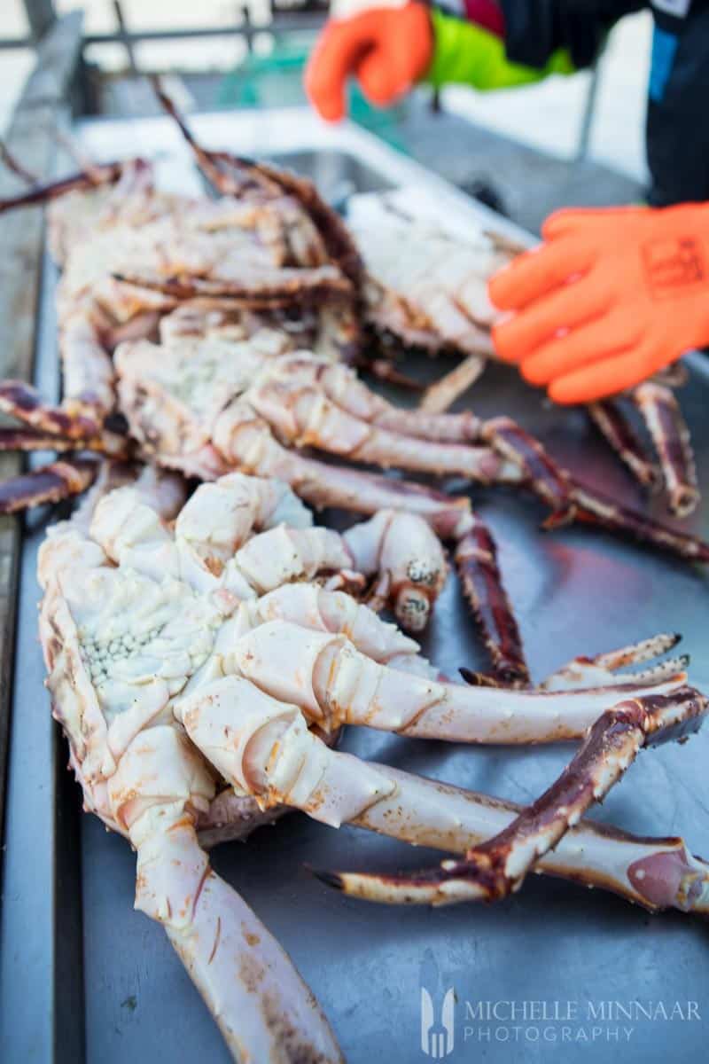 A man wearing orange gloves handling live King crab 