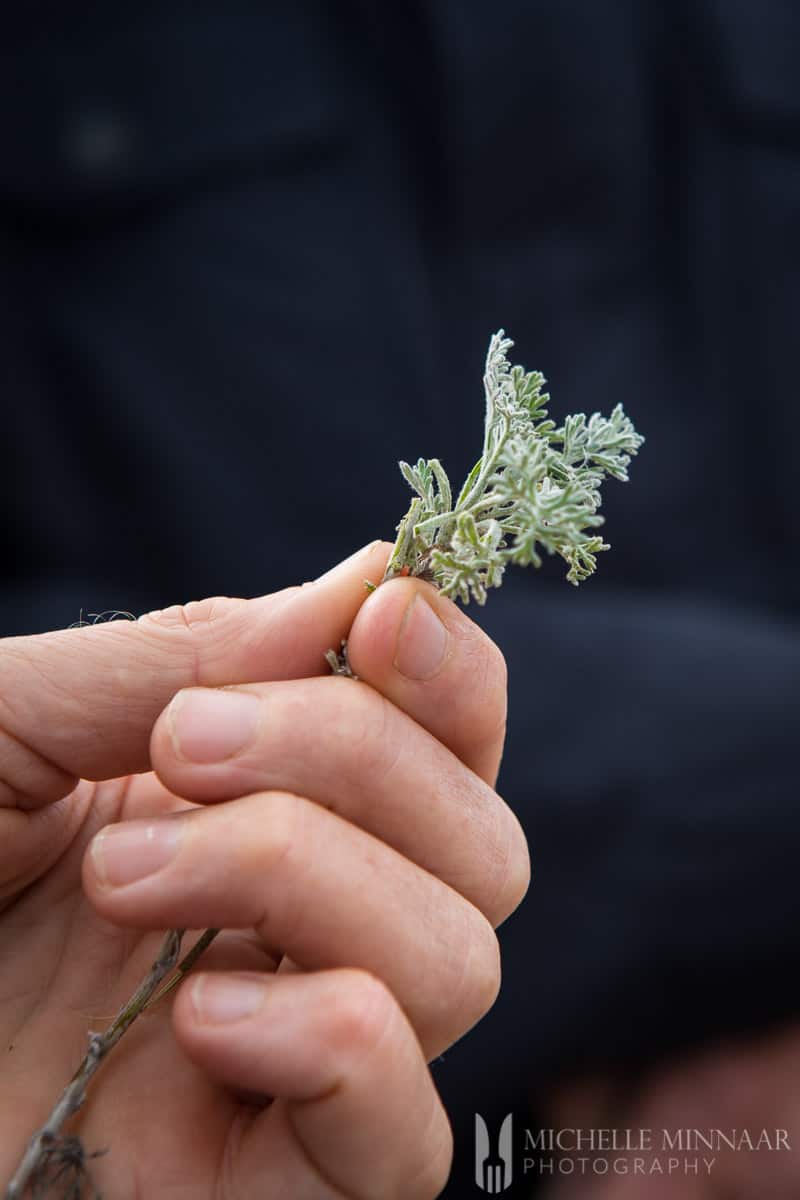 A close up of a plant