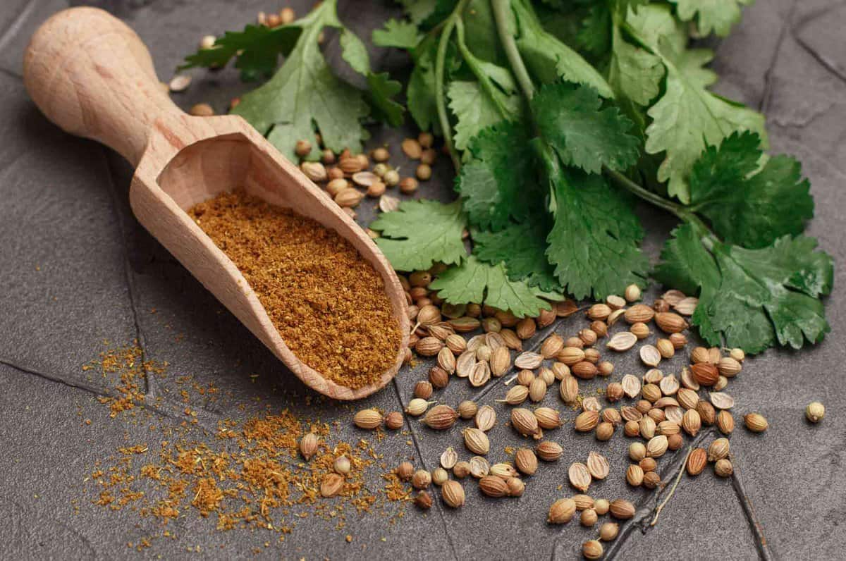 Wooden spoon full of ground coriander.