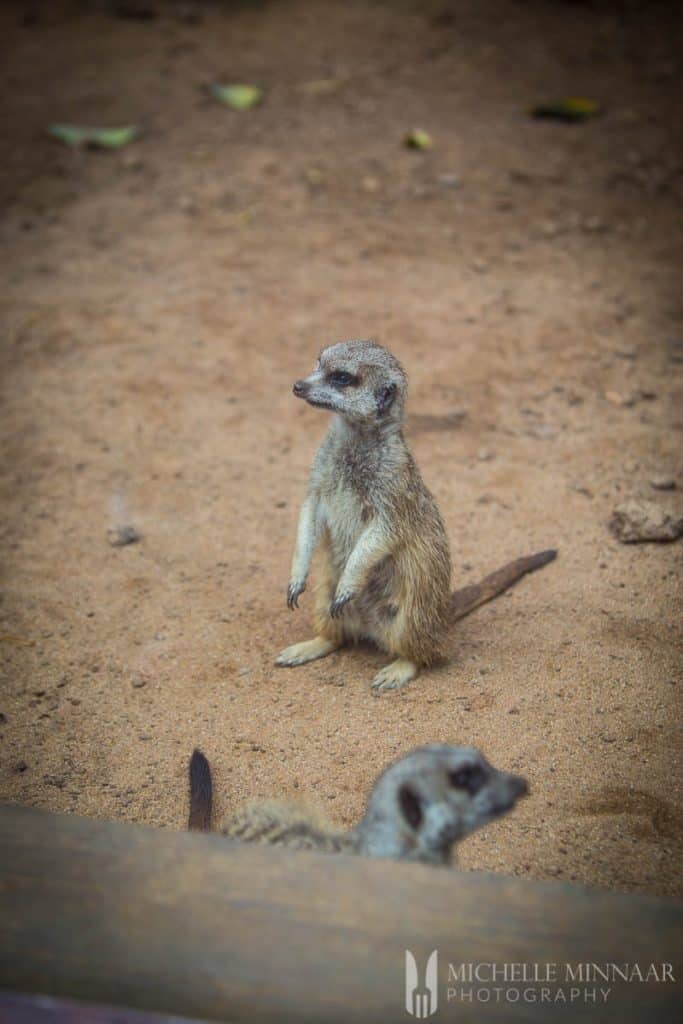 Meerkat looking around