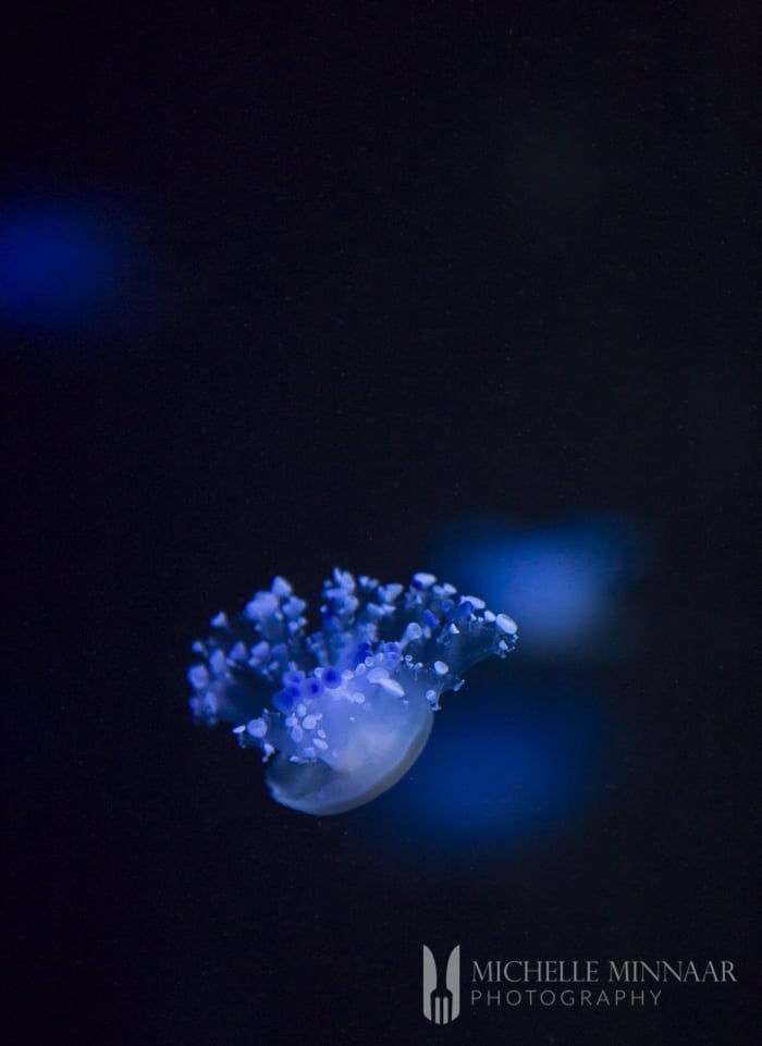 Blue jellyfish