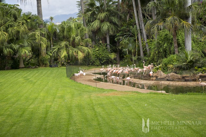 Flamingo lake and garden