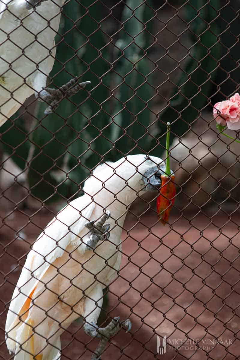 White bird eating a flower