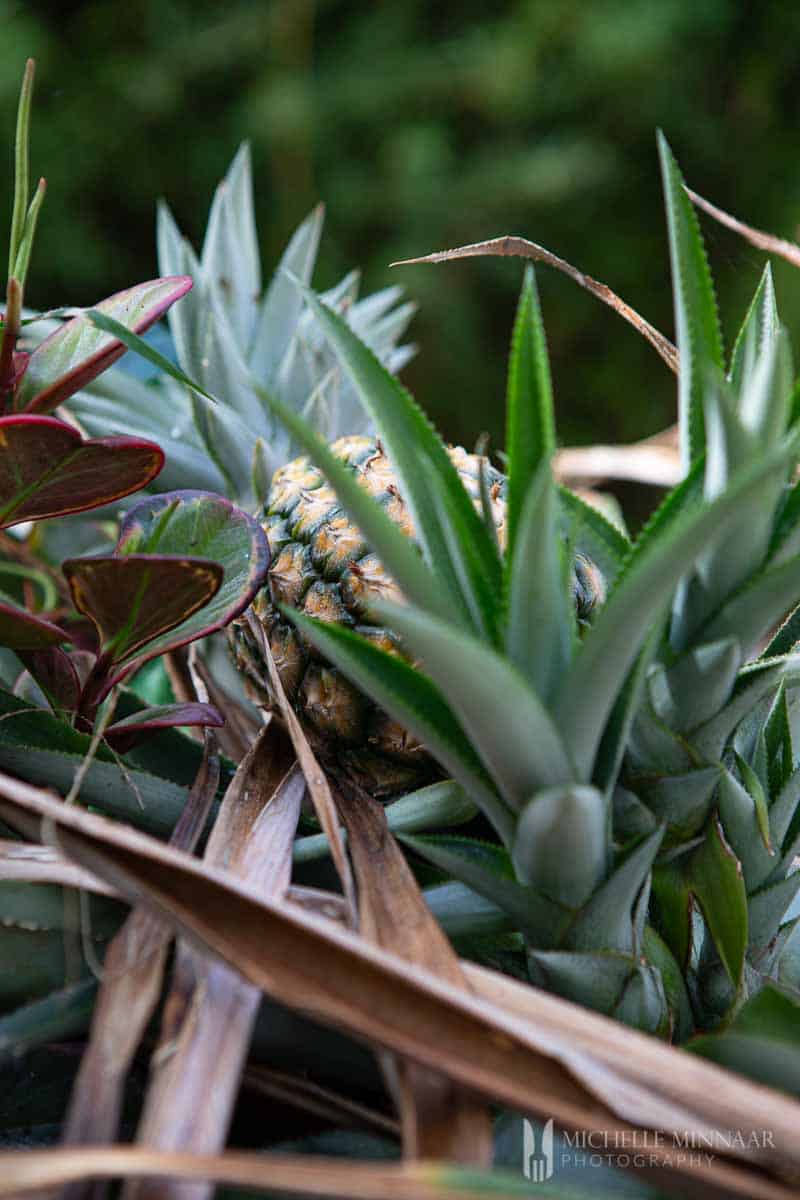 Pineapple in a  bush 