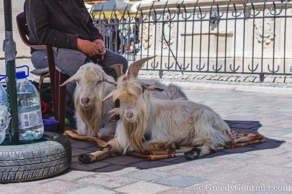 A man sitting with two goats.