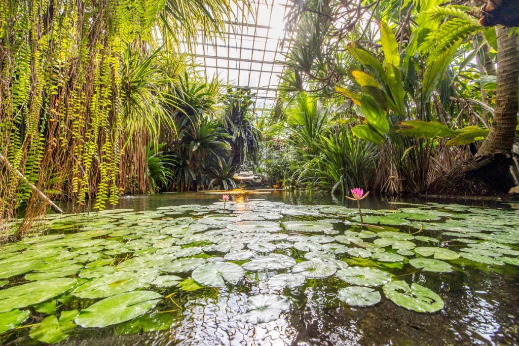 Inside a large greenhouse, looking over a pond of lily pads.