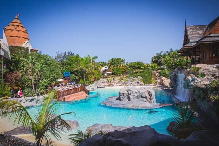 Seals swimming in pool at Siam Park. 