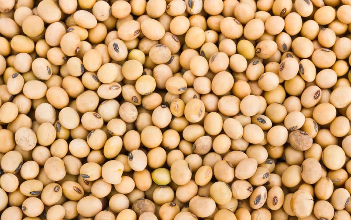 soya beans.