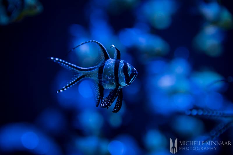 A black and white fish 