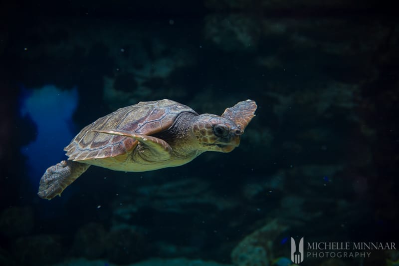 A sea turtle in water