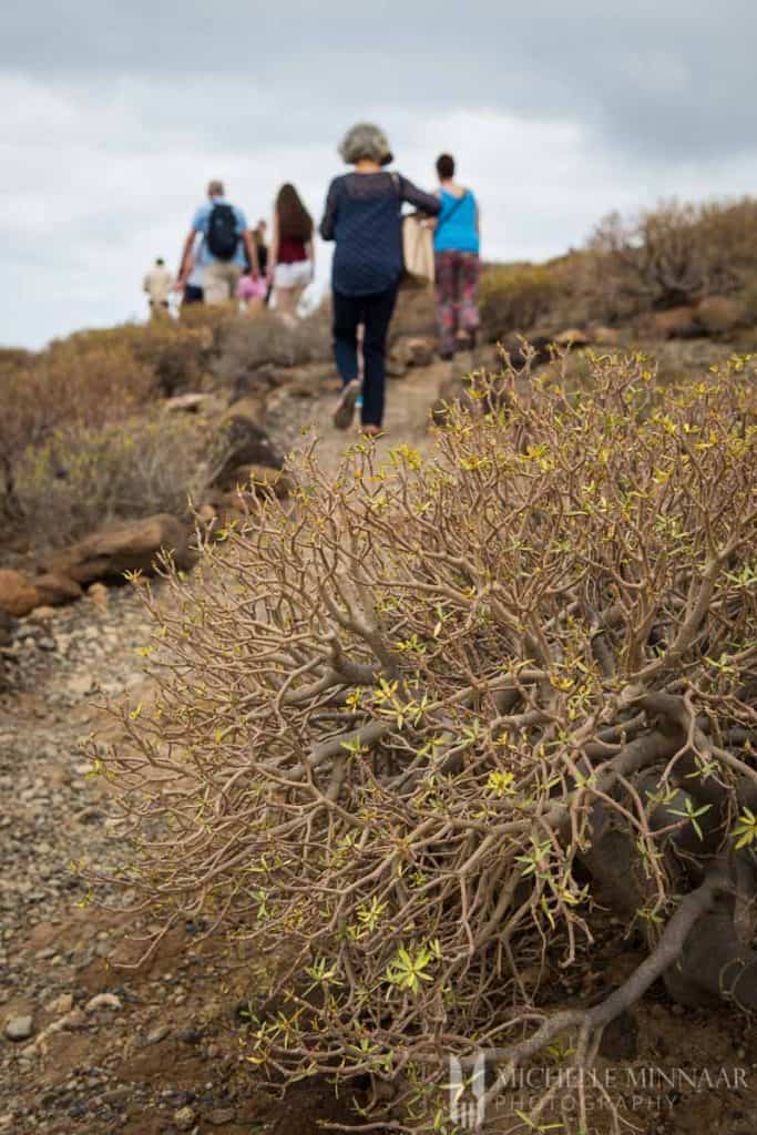 Indigenous Shrubbery 